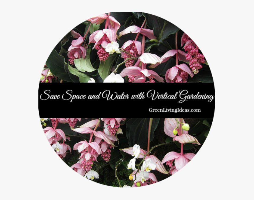 Save Space And Water With Vertical Gardening - Moth Orchid, HD Png Download, Free Download