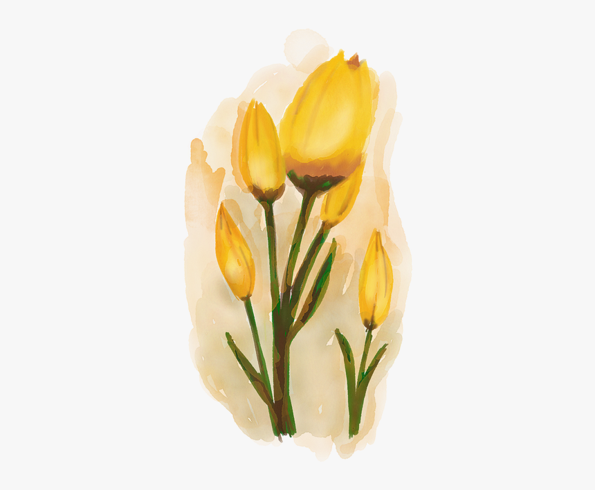 Tulipanes, Acuarela De Flores, Flor Amarilla, Bouquet - Flores Aquarela Amarela Png, Transparent Png, Free Download