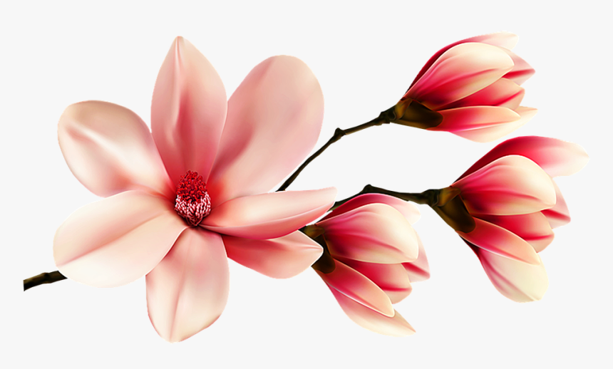 Flor De La Magnolia, Flores, Magnolia, Primavera - Pink Magnolia Clip Art, HD Png Download, Free Download