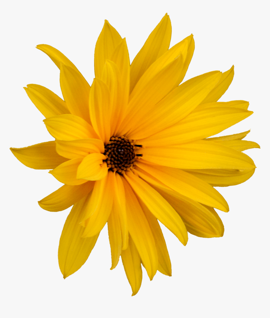 Margarita, Png, Flor, Recorte, Gráficos - Spring Flower Transparent Background, Png Download, Free Download