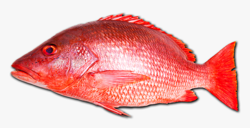 Red Fish Png - Red Snapper Fish Png, Transparent Png, Free Download