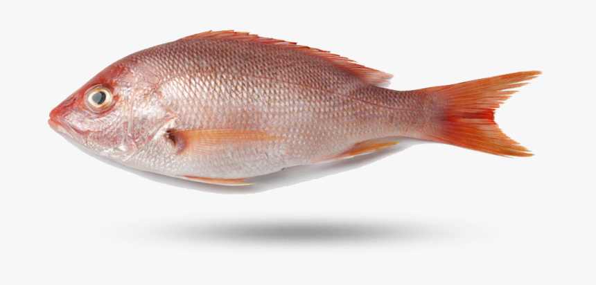 Red Snapper - Northern Red Snapper, HD Png Download, Free Download