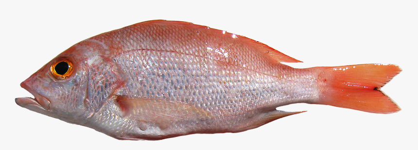 Fish Png - Transparent Background Transparent Fishes, Png Download, Free Download