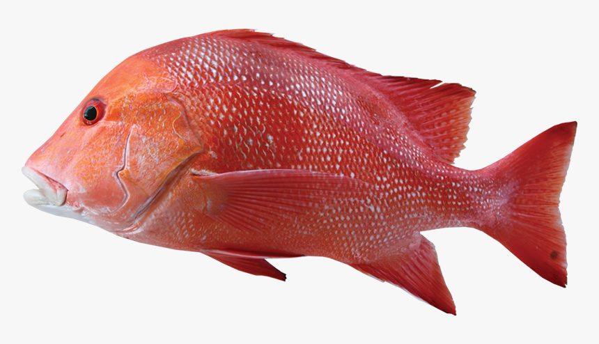 Red Emperor - Red Emperor Fish, HD Png Download, Free Download