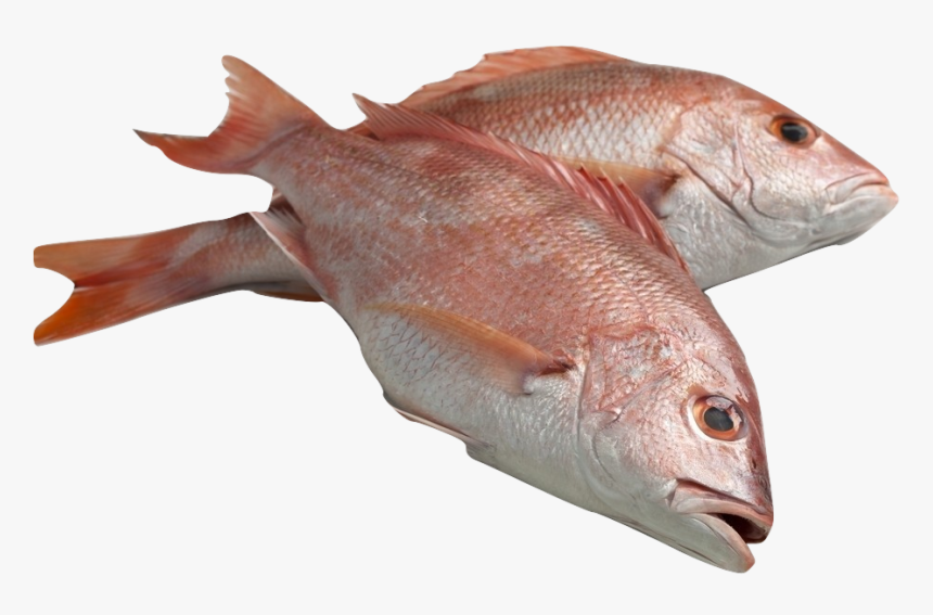 Filet Red Snapper Fish, HD Png Download, Free Download