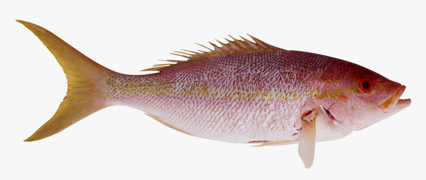 Fish Png - اسماك Png, Transparent Png, Free Download