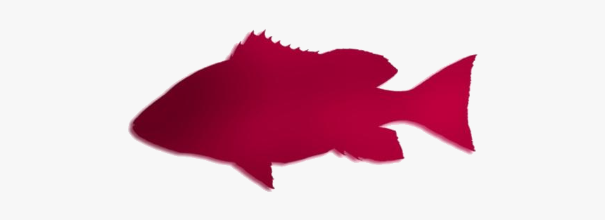 Red Snapper Fish Hd Png Clipart Download - Illustration, Transparent Png, Free Download