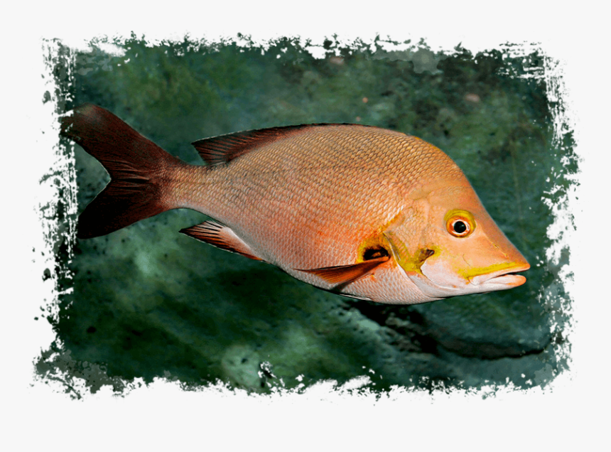 Transparent Red Snapper Png - Watersports Sun Island Resort, Png Download, Free Download