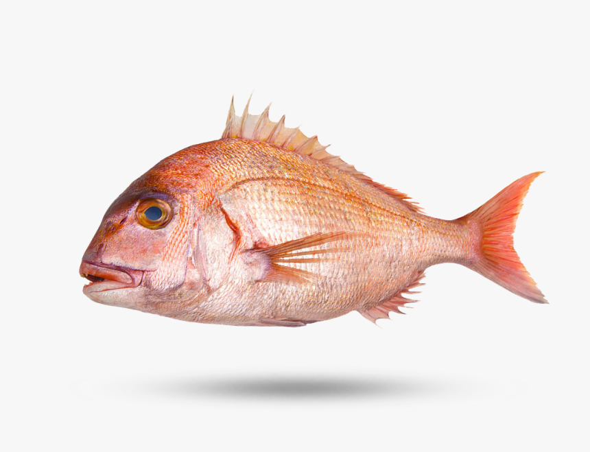 Tai Snapper - Red Sea Bream Drawing, HD Png Download, Free Download