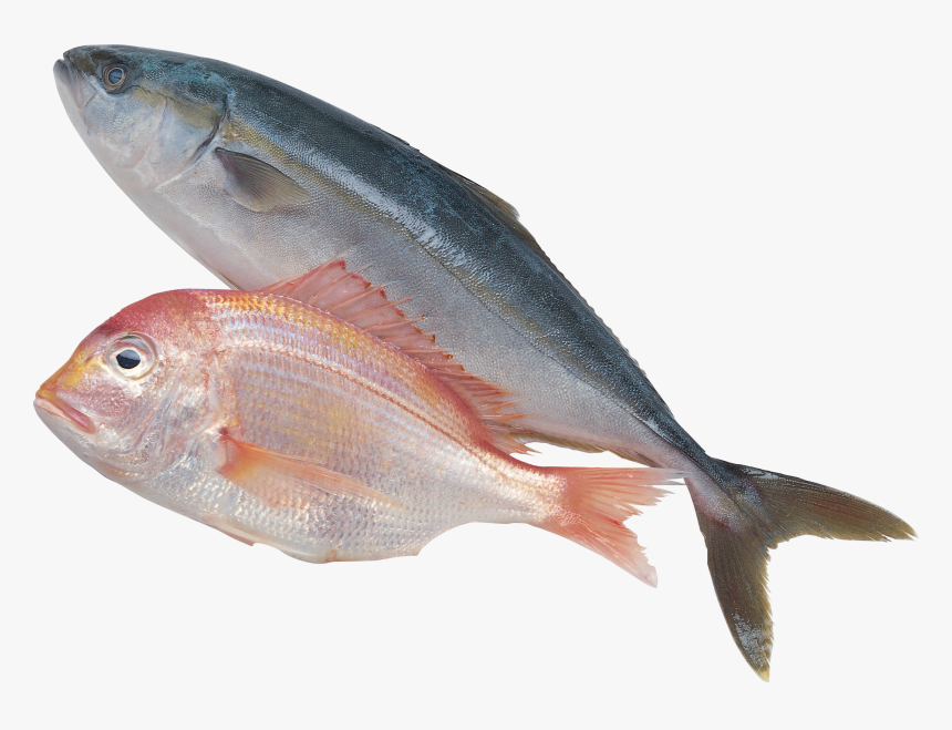 Fish Png - اسماك Png, Transparent Png, Free Download