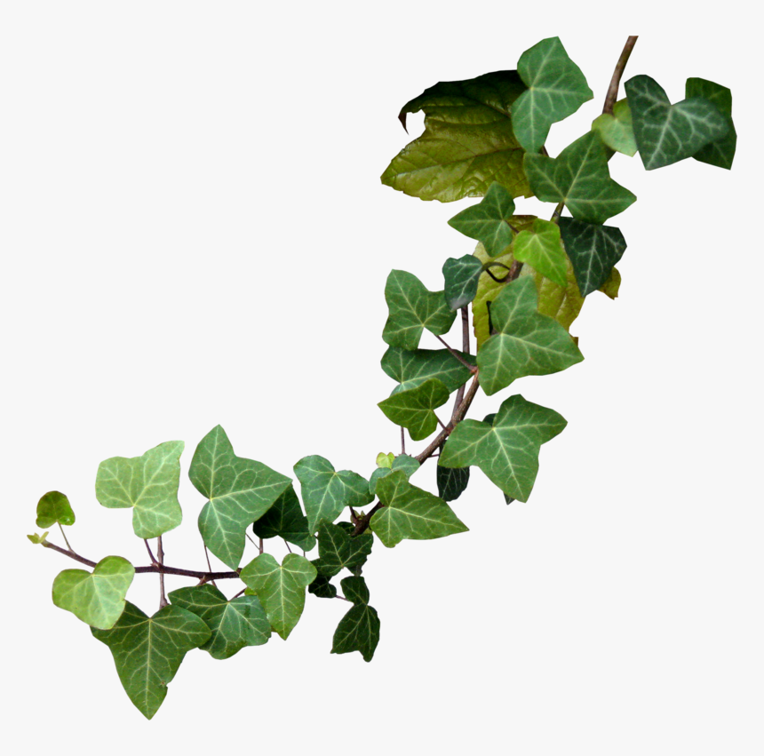 Vine Clipart Poison Oak - Transparent Poison Ivy Png, Png Download, Free Download