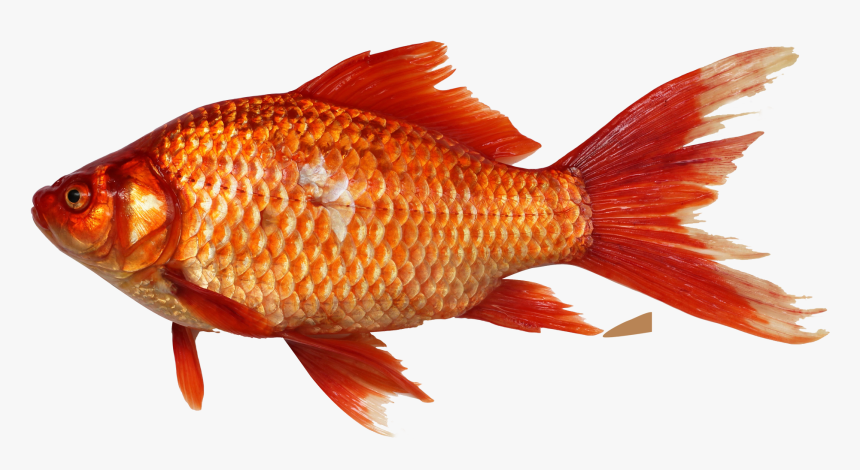 Red-snapper - Png Fish, Transparent Png, Free Download