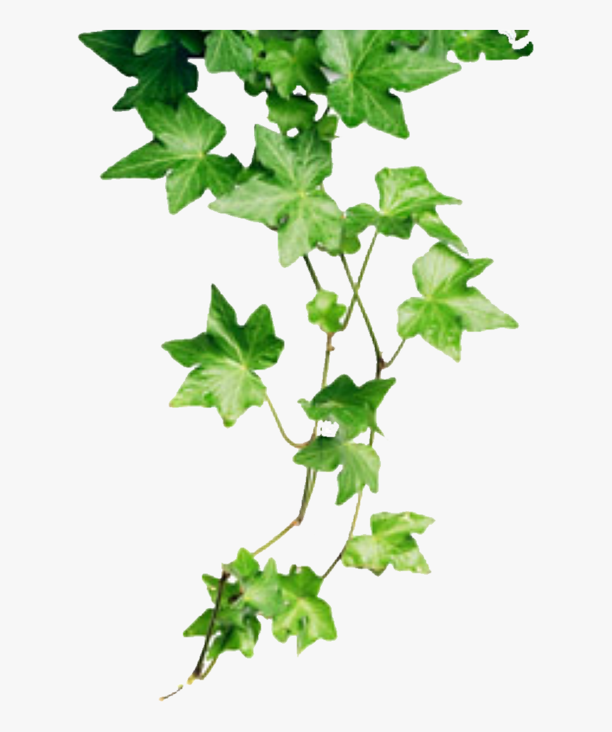 Transparent Poison Ivy Clipart - Poison Ivy Plant Cartoon, HD Png Download, Free Download