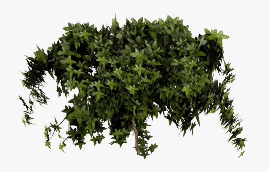 Ivy Transparent Png Clip Free Stock - Ivy Poison Png Plant, Png Download, Free Download