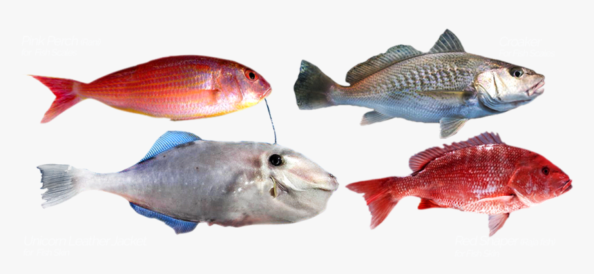 Product Was Successfully Added To Your Shopping Cart - Red Snapper, HD Png Download, Free Download