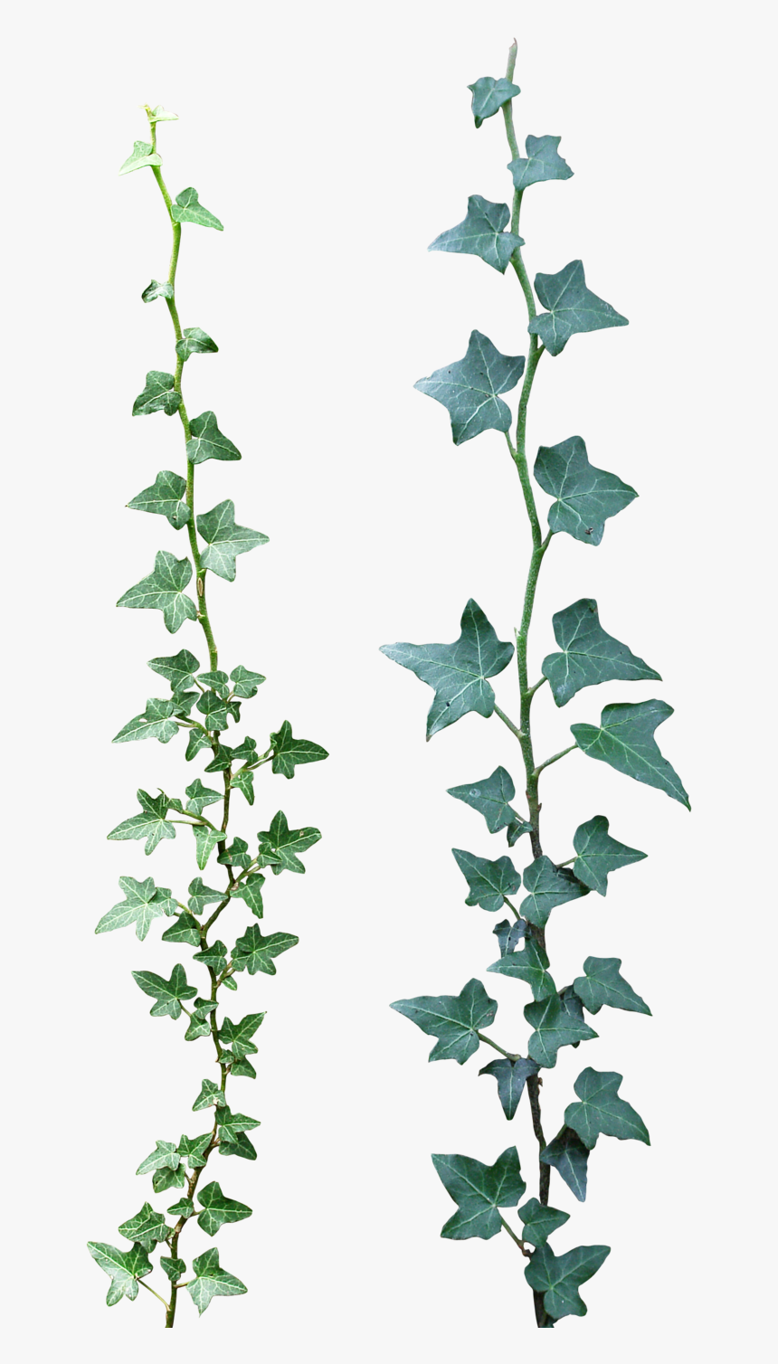 Pngs Ivy Tattoo, Ivy Plants, Ivy - Ivy Png, Transparent Png, Free Download