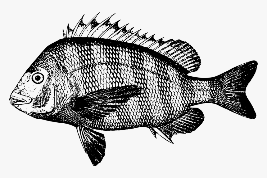 Perch,tilapia,seafood - Snapper Black And White, HD Png Download, Free Download