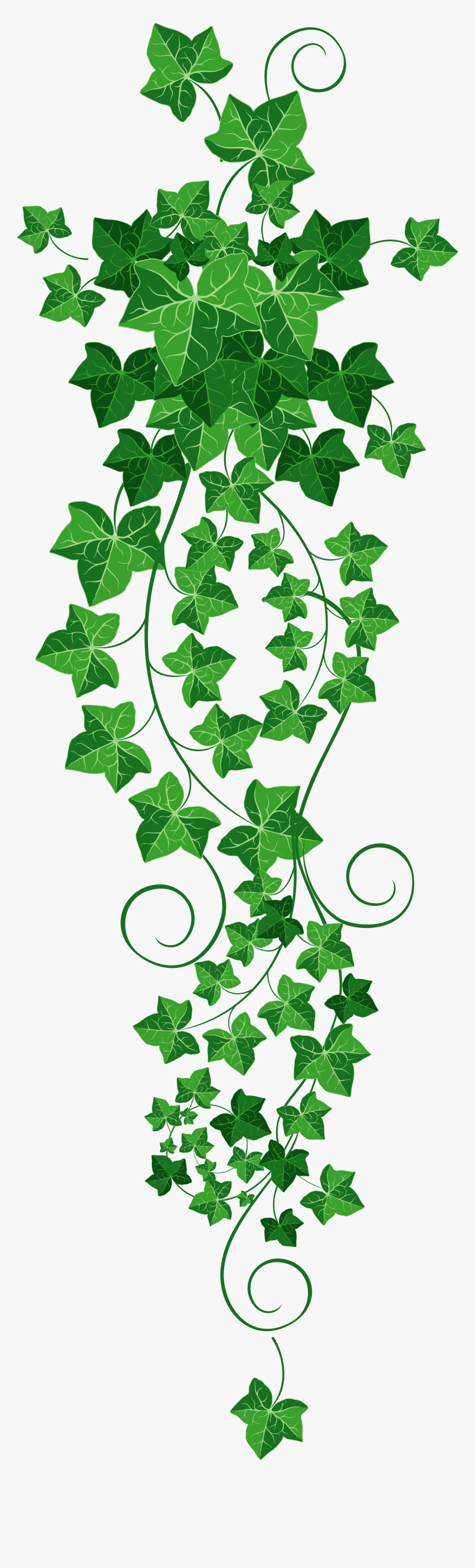 Common Ivy Vine Clip Art - Ivy Transparent Background, HD Png Download, Free Download