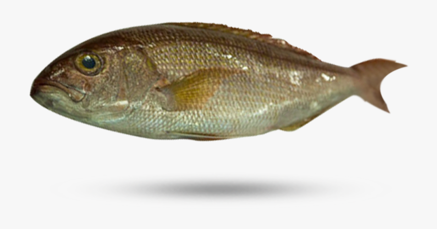 Opakapaka - Green Sunfish, HD Png Download, Free Download