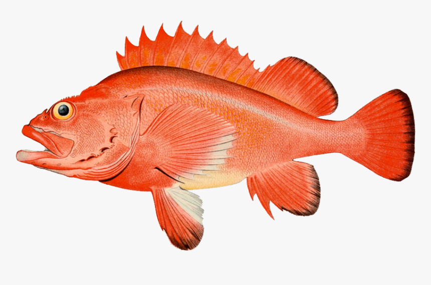 Rockfish At Port Orford - Yelloweye Rockfish, HD Png Download, Free Download