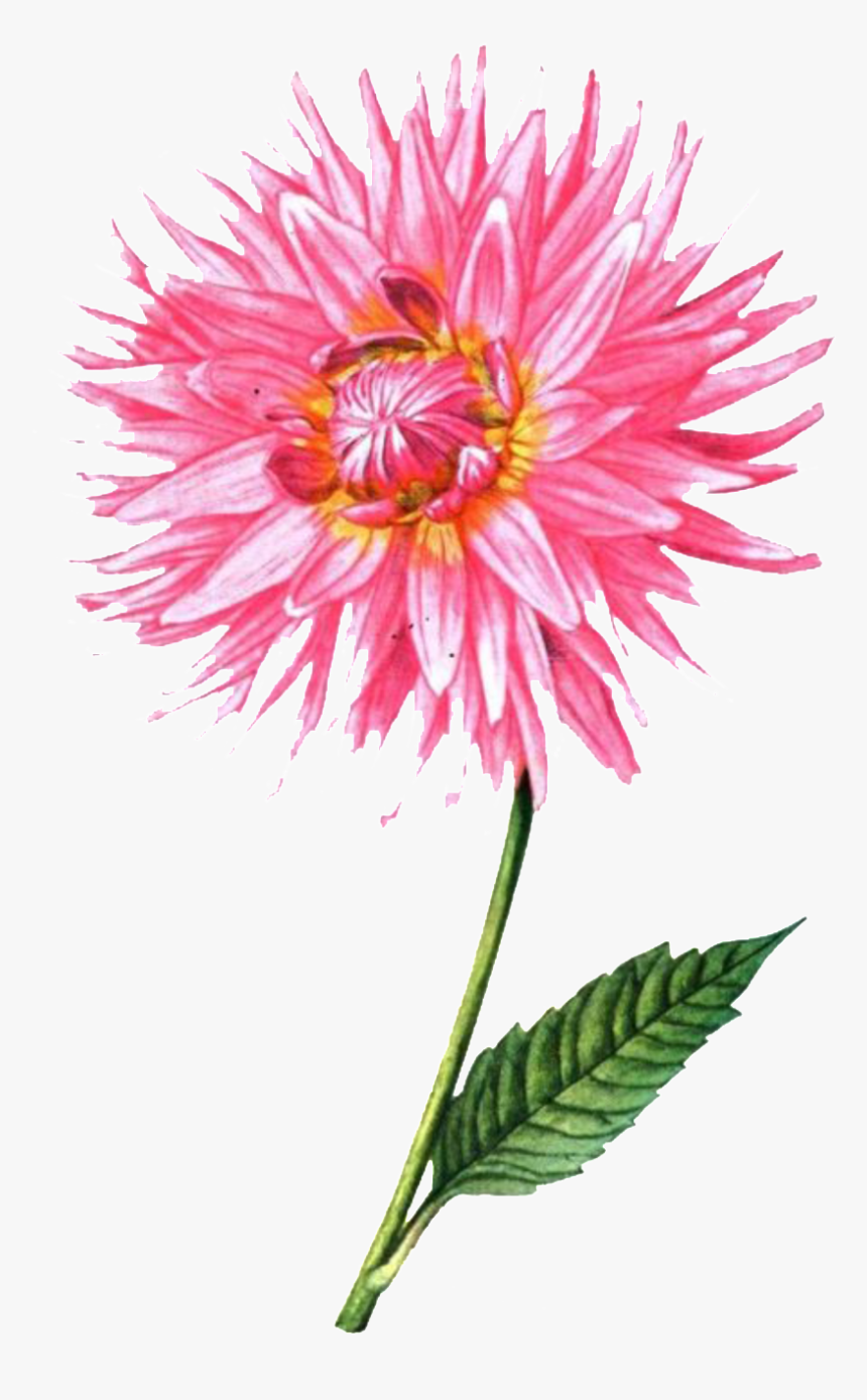 Fresh Pink Gradient Hand Drawn Chrysanthemum Decorative - Dahlia Fleurs Dessin, HD Png Download, Free Download