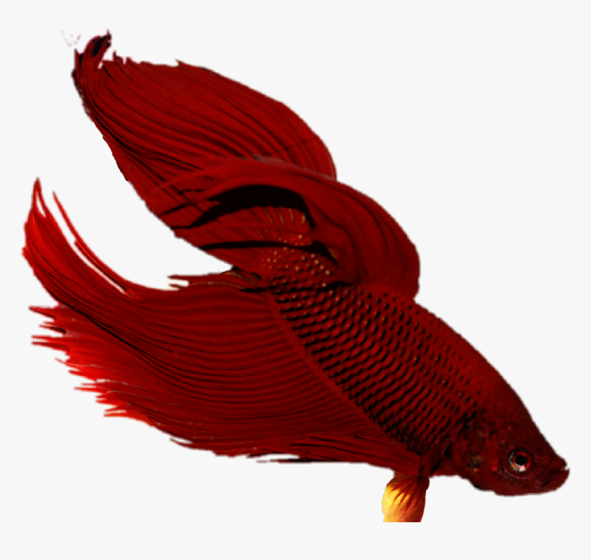 Transparent Redfish Clipart - Snapper, HD Png Download, Free Download
