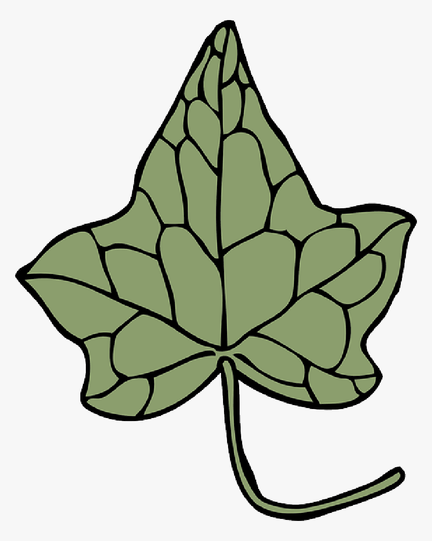 Ivy, Leaf, Flora, Botany, Nature, Natural - Alpha Kappa Alpha Leaf, HD Png Download, Free Download