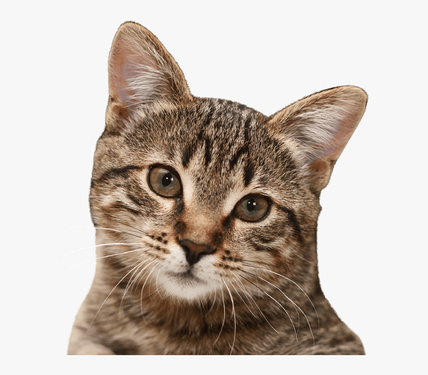 Cat Png - Most Common Types Of Cats, Transparent Png, Free Download