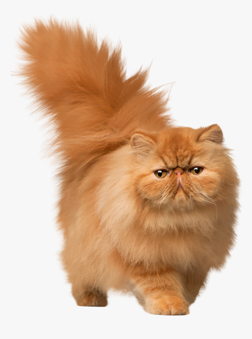 free cat png