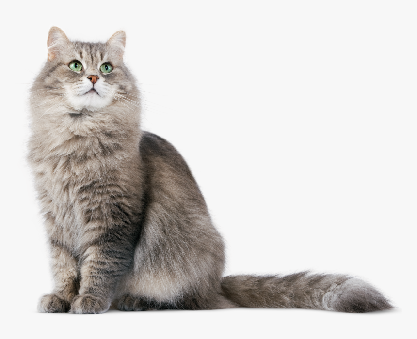 Cat Png, Transparent Png, Free Download