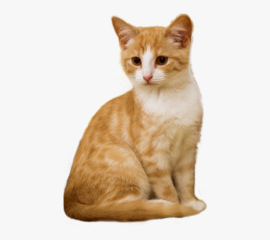 Cat, Kitten, Sit, Isolated, Red, White, Attention - Does A Cat Stop Growing, HD Png Download, Free Download