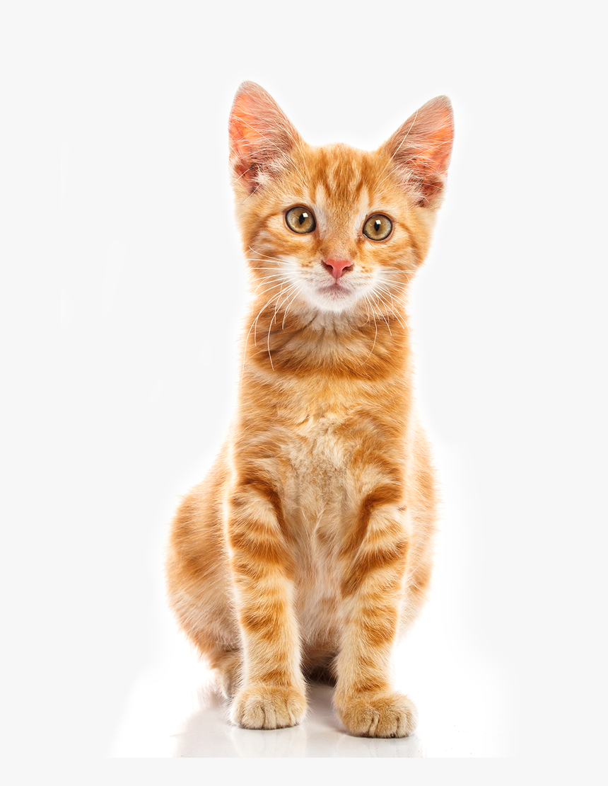 Cute Baby Cat Png - Cat Png, Transparent Png, Free Download