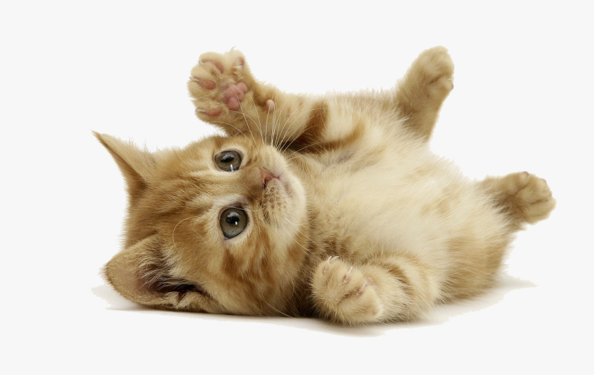 Baby Cat Png Picture - Cute Little Cat, Transparent Png, Free Download