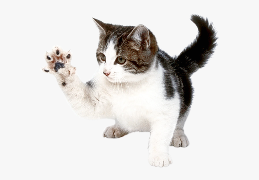 Cat Hand Png - Cat Png, Transparent Png, Free Download