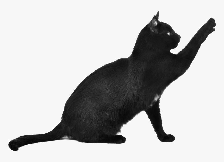 Black Cat Scratching - Black Cat Cat Png, Transparent Png, Free Download