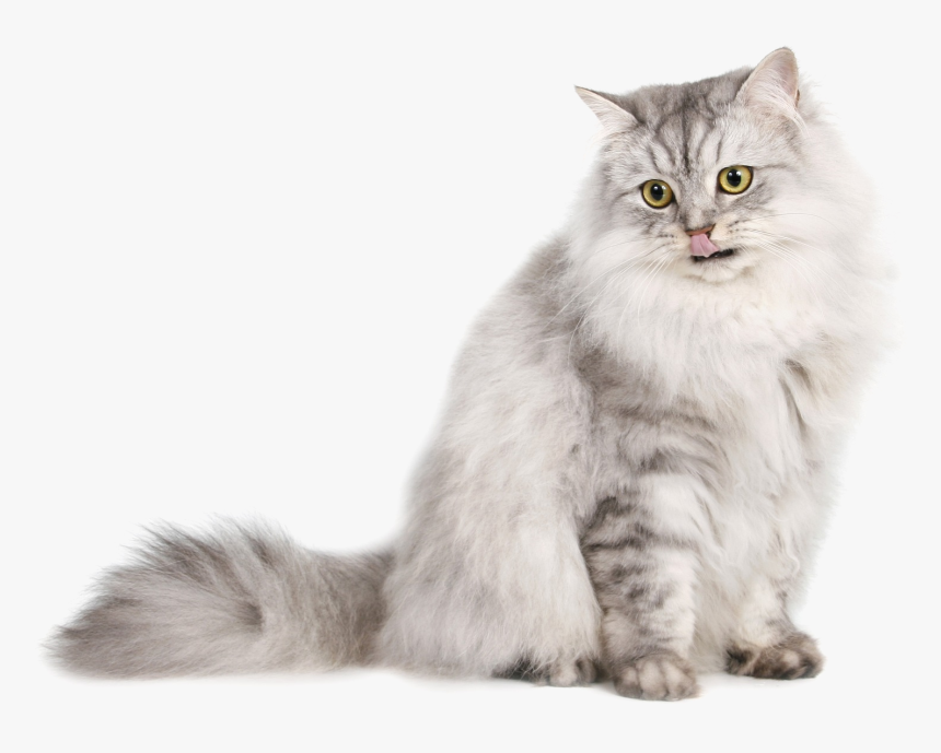 Cute Cat Png Download Image - Siberian Cats Transparent Background, Png Download, Free Download