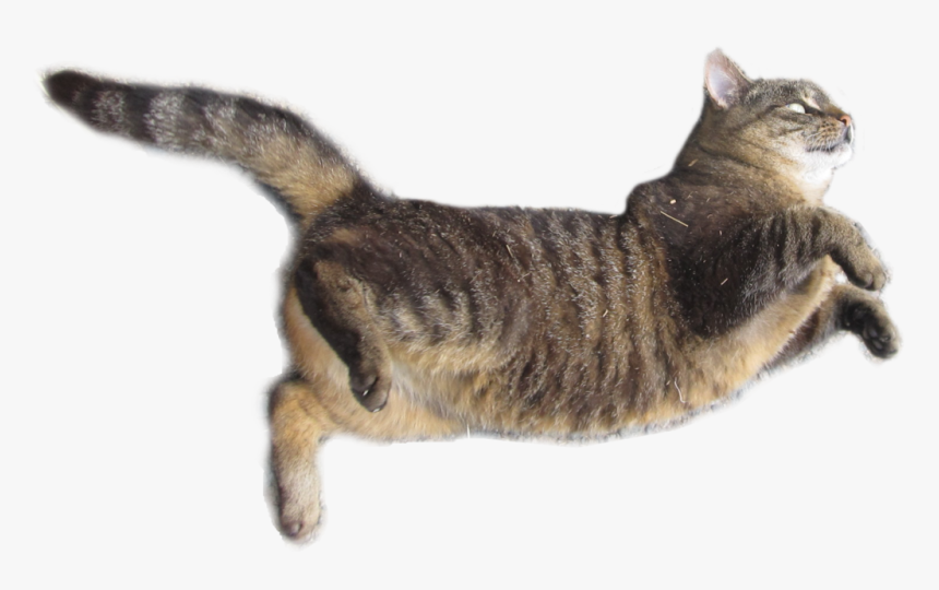 Transparent Cat Png - Cat Jumping Transparent Background, Png Download, Free Download