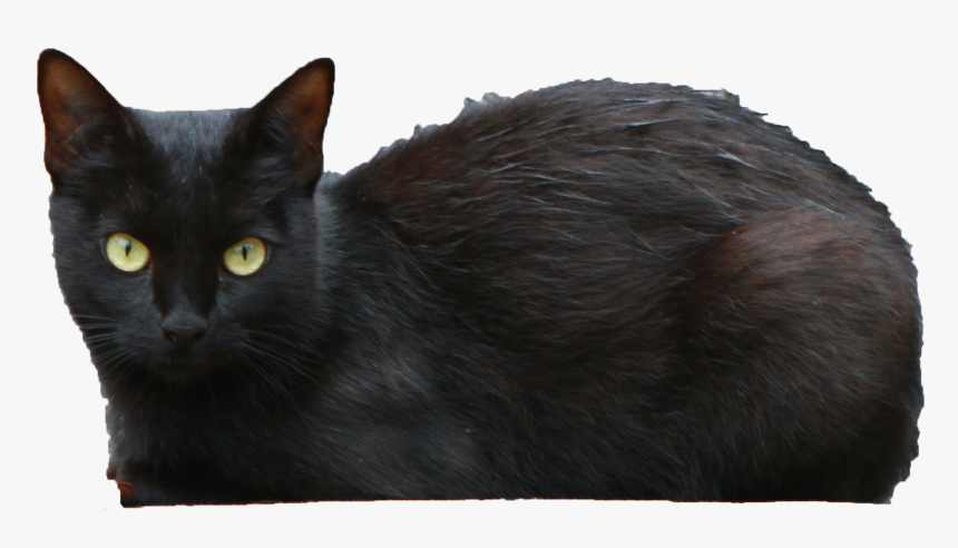 Download Black Cat Transparent Png - Black Persian Cat Short Haired, Png Download, Free Download
