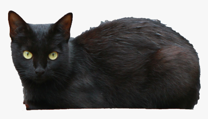Download Black Cat Transparent Png Black Persian Cat Short