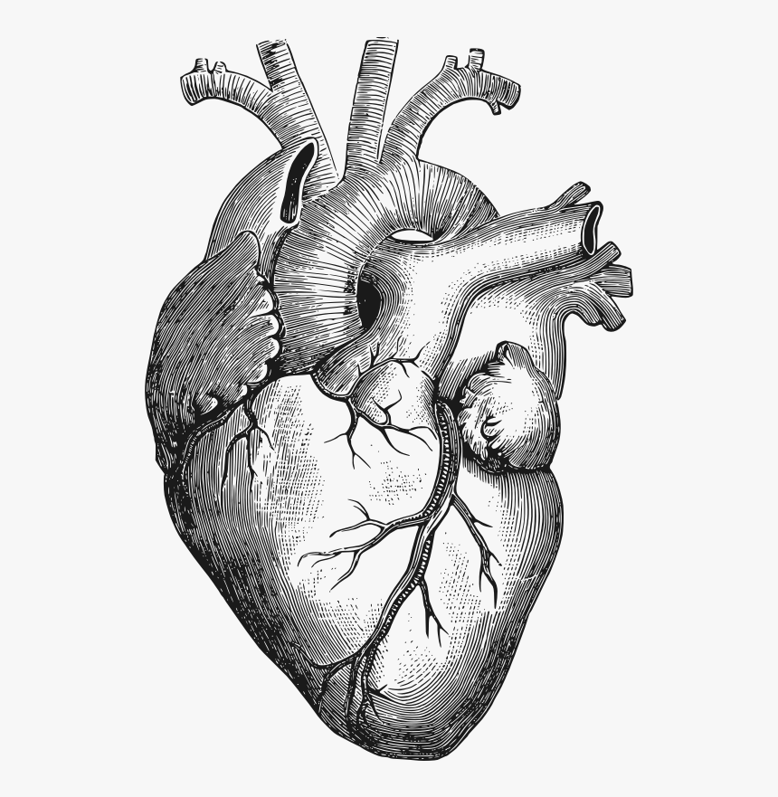 Anatomy Of The Heart Clipart - Human Heart Drawing Png, Transparent Png, Free Download