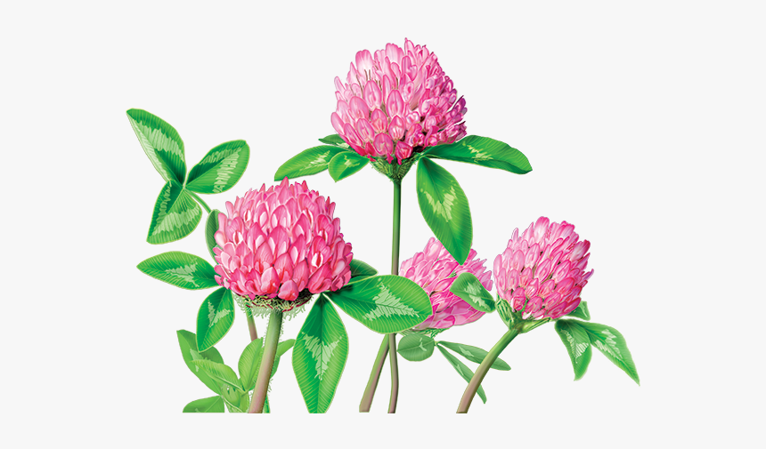 Red Clover Tea, HD Png Download, Free Download
