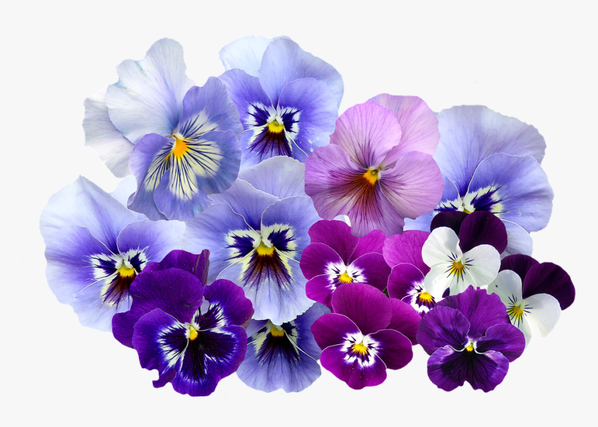 Pansy, Png, Isolated, Violet, Nature, Flowers - My Daily Pantone, Transparent Png, Free Download