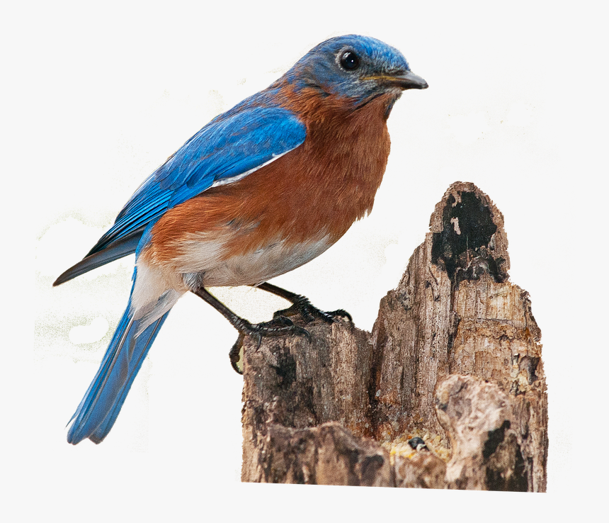 Bluebird Png, Transparent Png, Free Download