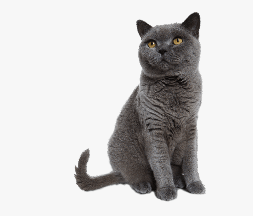 Cat Sitting Transparent Background, HD Png Download, Free Download