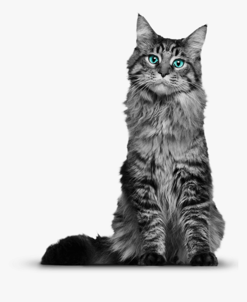 Young Maine Coon Cat - Cat Png, Transparent Png, Free Download