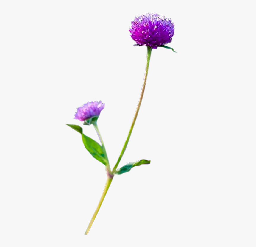China Aster, HD Png Download, Free Download