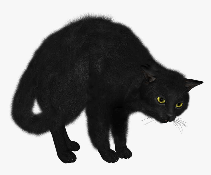 Black Cat Looking - Black Cat Png, Transparent Png, Free Download