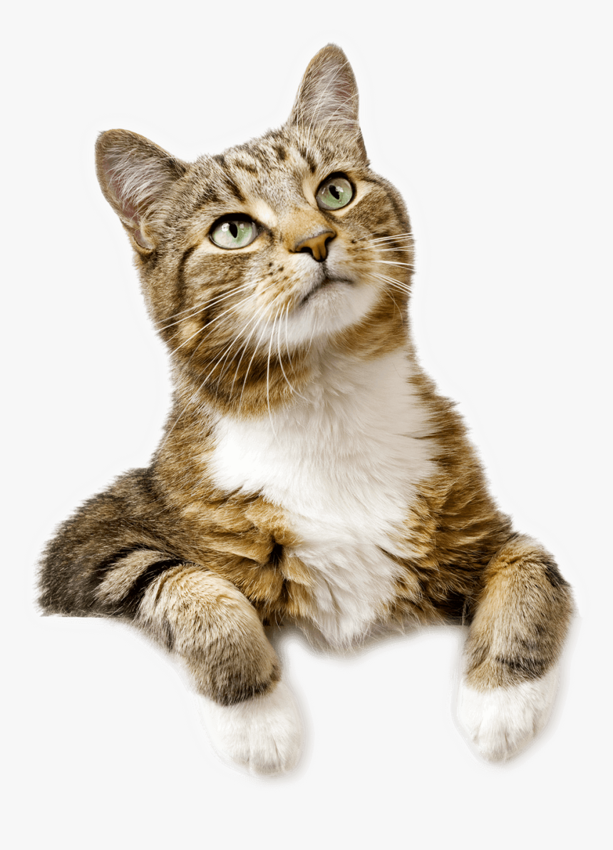 Cat Looking Up Stock, HD Png Download, Free Download