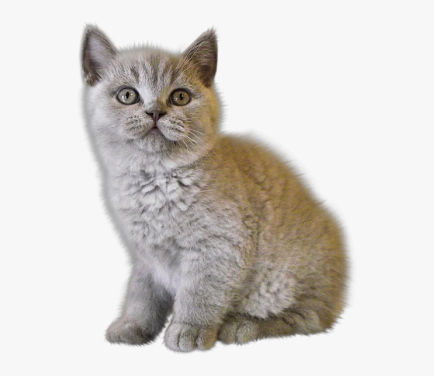 Cat- - Free Kitten Png Transparent, Png Download, Free Download