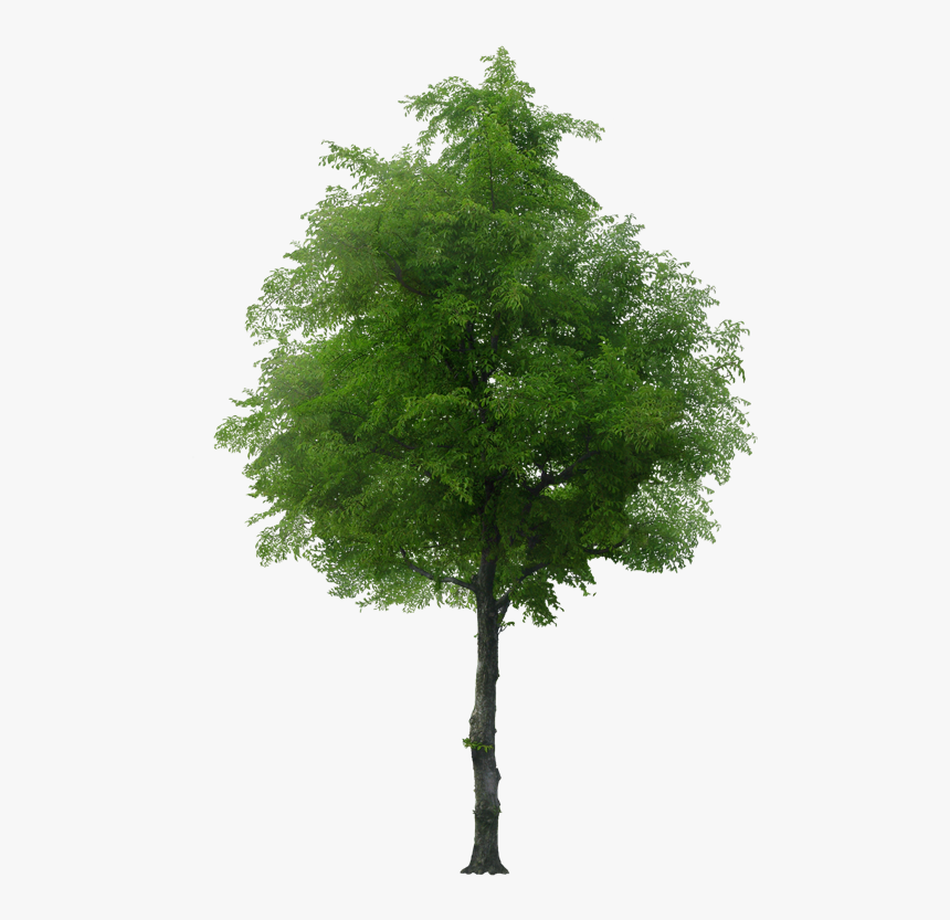 Rain Forest Trees Png, Transparent Png, Free Download